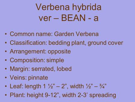 Verbena hybrida ver – BEAN - a Common name: Garden Verbena Classification: bedding plant, ground cover Arrangement: opposite Composition: simple Margin: