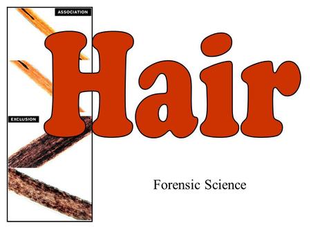 Forensic Science. Biology of Hair Hair is composed of the protein keratin. This also makes up finger and toe nails. Hair is produced from a structure.