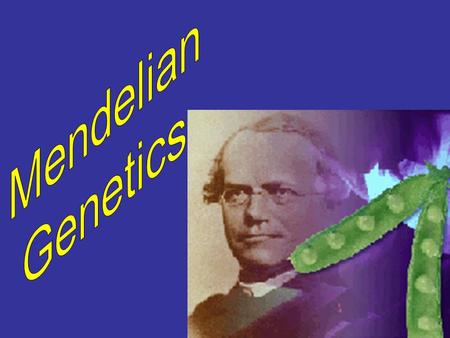 Gregor Mendel: known in the science world as “THE FATHER OF GENETICS”. - laid the foundations for the SCIENCE OF GENETICS through his study of inheritance.