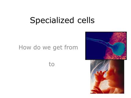 Specialized cells How do we get from to. Specialized Cells As cells grow and mature, they develop differently and take on specific functions for an organism.