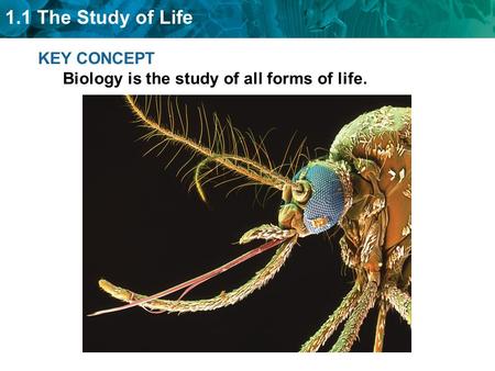 1.1 The Study of Life KEY CONCEPT Biology is the study of all forms of life.
