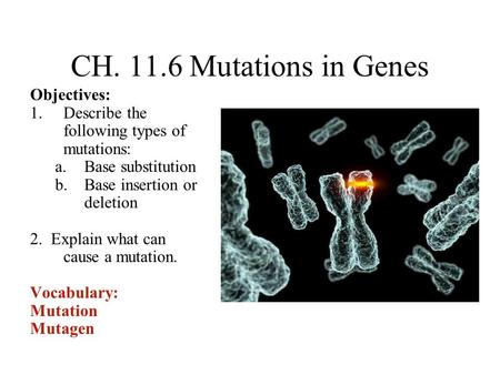 CH. 11.6 Mutations in Genes Objectives: 1.Describe the following types of mutations: a.Base substitution b.Base insertion or deletion 2. Explain what can.