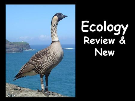 Ecology Review & New.  WHAT IS ECOLOGY? Ecology- the scientific study of interactions between organisms and their environments, focusing on energy transfer.