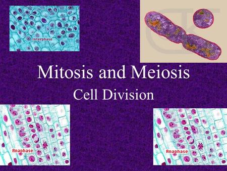Mitosis and Meiosis Cell Division Why Do Cells Divide? For growth and repair.