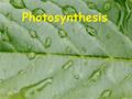Photosynthesis. Chloroplast Structure Photosynthetic Reactions 1.Light dependent reactions 2.Light independent reactions (Calvin Cycle)