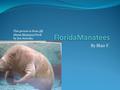 By Blair F. This picture is from All About Manatees book by Jim Arnosky.