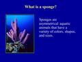 What is a sponge? Sponges are asymmetrical aquatic animals that have a variety of colors, shapes, and sizes.