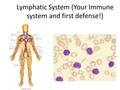 Lymphatic System (Your Immune system and first defense!)