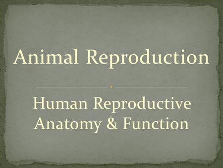 Animal Reproduction Human Reproductive Anatomy & Function.