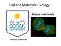 Cell and Molecular Biology Behrouz Mahmoudi Mitosis and Meiosis 1.