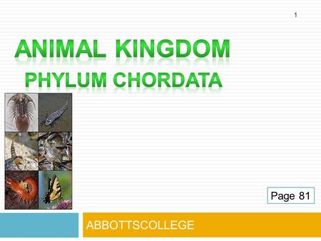ABBOTTSCOLLEGE 1 Page 81. CHORDATES  Animals that have a backbone  Most advanced type of animal.