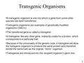 Transgenic Organisms A transgenic organism is one into which a gene from some other species has been transferred. Transgenic organisms are examples of.