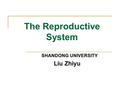 The Reproductive System SHANDONG UNIVERSITY Liu Zhiyu.