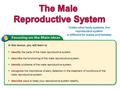 In this lesson, you will learn to  identify the parts of the male reproductive system.  describe the functioning of the male reproductive system.  identify.