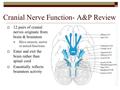 Cranial Nerve Function- A&P Review  12 pairs of cranial nerves originate from brain & brainstem Have sensory, motor or mixed functions.  Enter and exit.