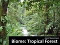 Biome: Tropical Forest Jane Stevenson. Common Names Wetlands Tropical Rain Forest Rain Forest Used to be: “jungle”
