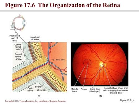 Copyright © 2004 Pearson Education, Inc., publishing as Benjamin Cummings Figure 17.6b, c Figure 17.6 The Organization of the Retina.