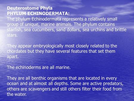 Deuterostome Phyla PHYLUM ECHINODERMATA: The phylum Echinodermata represents a relatively small group of unique, marine animals. The phylum contains starfish,