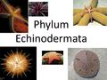 Phylum Echinodermata. Includes starfish, sea urchins, sea cucumber & sand dollars “Spiny-skinned” Pentaradial Symmetry Coelom, no segmentation endoskeleton.