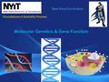 New Core Curriculum Molecular Genetics & Gene Function Foundations of Scientific Process.