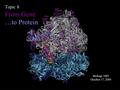 Topic 8 From Gene …to Protein Biology 1001 October 17, 2005.