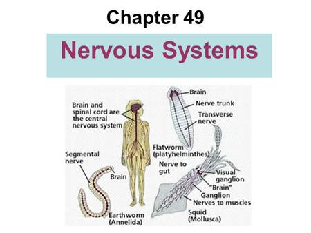 Chapter 49 Nervous Systems. Nervous systems consist of circuits of neurons and supporting cells The simplest animals with nervous systems, the cnidarians,