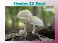 Chapter 22 Fungi. , Mycology – is the study of fungi Characteristics of Fungi:  Fungi are eukaryotic – have membrane enclosed organelles.  Fungi are.