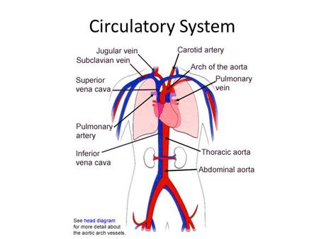 Circulatory System. The circulatory system is made up of the heart, blood, and all the various types of blood vessels such as arteries, veins, and capillaries.