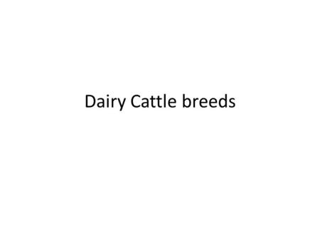 Dairy Cattle breeds. Ayrshire Cow Bull Brown Swiss Cow Bull.