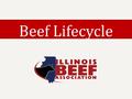 Beef Lifecycle. Step 1 On cow-calf farms and ranches, cows are bred and give birth to a calf each year.