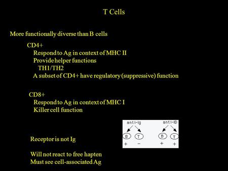 T Cells More functionally diverse than B cells CD4+ Respond to Ag in context of MHC II Provide helper functions TH1/TH2 A subset of CD4+ have regulatory.