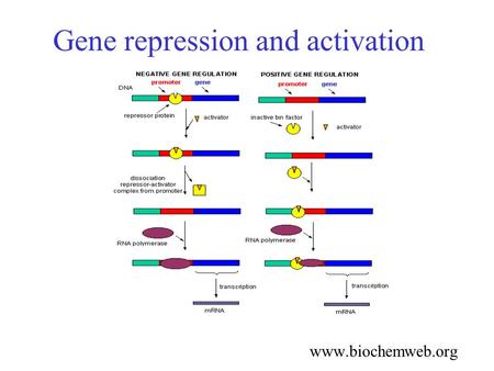 Gene repression and activation www.biochemweb.org.