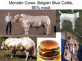 Monster Cows: Belgian Blue Cattle, 80% meat. Originated in the early 1900’s Farmer’s selectively bred for the “double muscled” appearance, and from the.