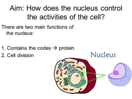 Aim: How does the nucleus control the activities of the cell? There are two main functions of the nucleus: 1. Contains the codes  protein 2. Cell division.