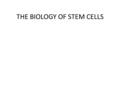 THE BIOLOGY OF STEM CELLS. The Biology of All Cells DNAmRNAProtein transcriptiontranslation 3’polyA tail.