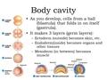Body cavity As you develop, cells from a ball (blastula) that folds in on itself (gastrula). It makes 3 layers (germ layers): –Ectoderm (outside) becomes.
