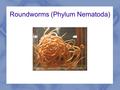 Roundworms (Phylum Nematoda). Features Bilateral symmetry and 3 cell layers Plus a “pseudocoelom” (fluid filled space betwen the mesoderm and internal.