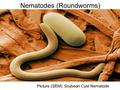 Nematodes (Roundworms) Picture (SEM): Soybean Cyst Nematode.