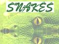 Snakes Are Reptiles They are cold blooded. Covered in scales Most lay eggs.