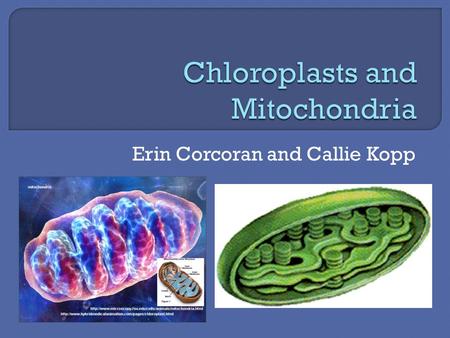 Erin Corcoran and Callie Kopp. MAJOR  Photosynthesis- Changes solar energy into chemical energy.