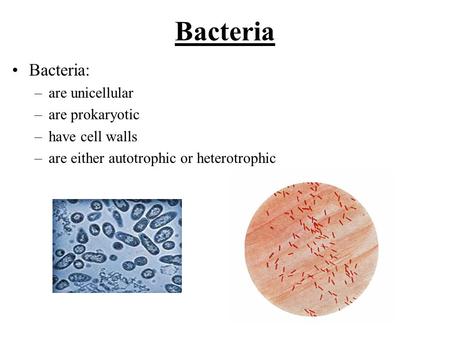 Bacteria Bacteria: –are unicellular –are prokaryotic –have cell walls –are either autotrophic or heterotrophic.