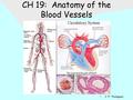 CH 19: Anatomy of the Blood Vessels J. F. Thompson.