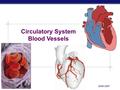 Regents Biology 2006-2007 Circulatory System Blood Vessels.