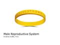 Male Reproductive System Kristine Krafts, M.D.. Male Reproductive System Outline Testis Prostate.