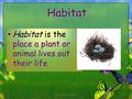 1 Habitat Habitat is the place a plant or animal lives out their life Habitat is the place a plant or animal lives out their life copyright cmassengale.