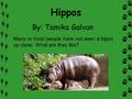 Hippos By: Tamika Galvan Many or most people have not seen a hippo up close. What are they like?