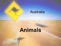 Australia Animals. The Kangaroo Kangaroos live about 9-18 years, but some live to 30 years.