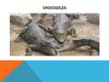 CROCODILES. INHERITED TRAITS IT HAS SCALES THE COVERING ACTS LIKE CAMOUFLAGE IN THE BUSHES AND WATER.
