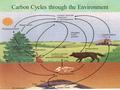 Carbon Cycles through the Environment. Carbon Cycles Through the Environment §Carbon dioxide makes up only.03% of the air but it is an important gas.