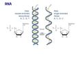 RNA DNA: double-stranded deoxyribose A, C, G, T RNA: single-stranded ribose A, C, G, U.